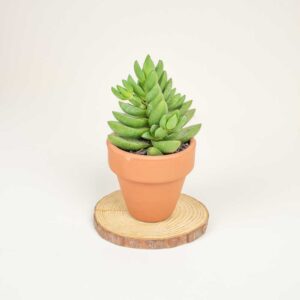 Mini succulente3