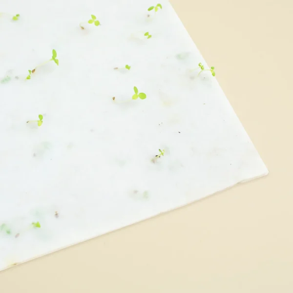 Brotes germinando de una tarjeta de papel plantable