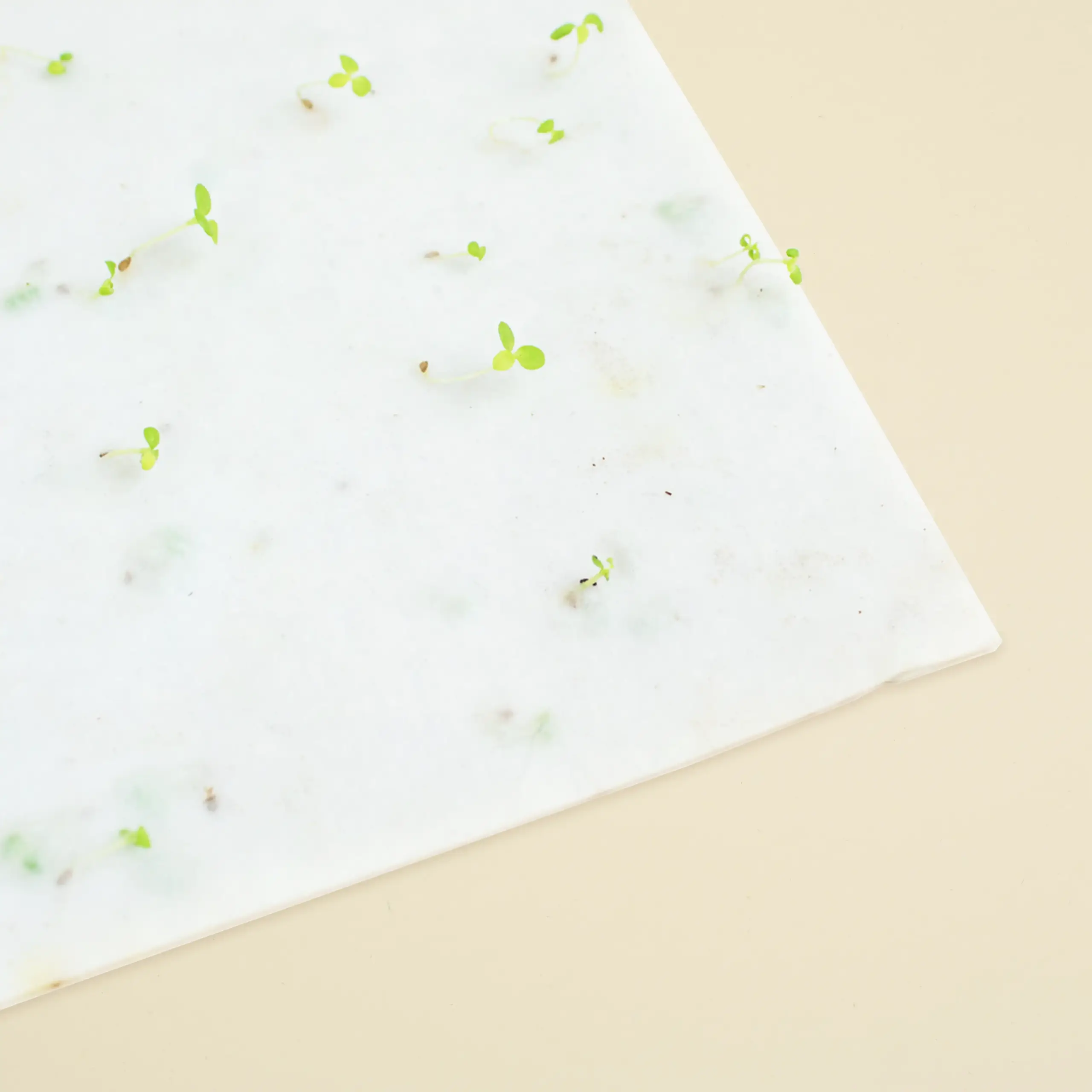 Papel plantable germinado Brotes germinando de una tarjeta de papel plantable