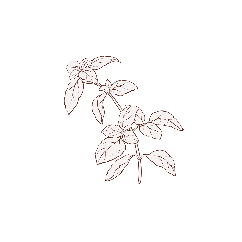 Icono semilla de albahaca