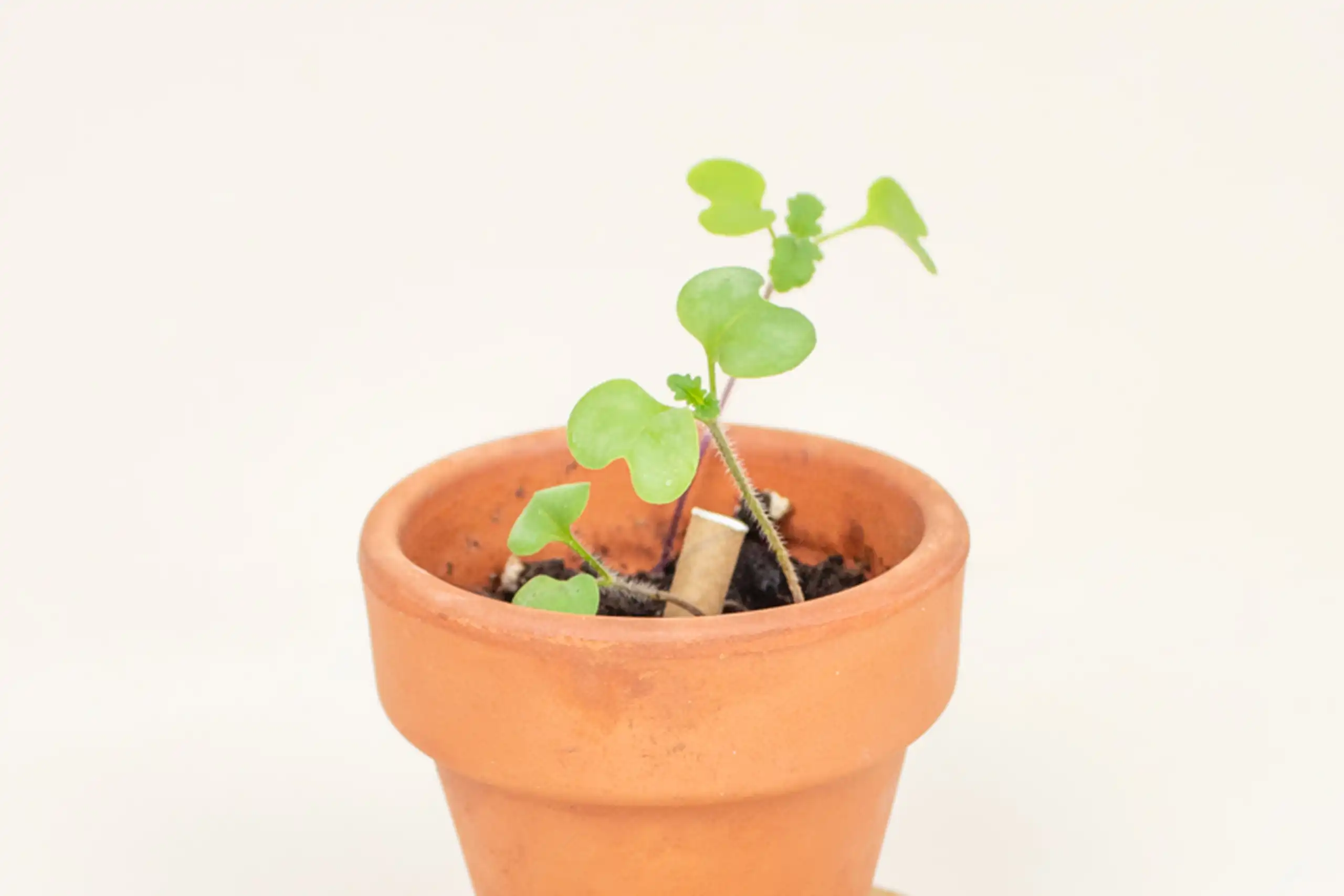 Parte de un boli plantable dentro de la tierra de una maceta germinada
