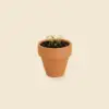 Maceta pequeña de barro con tierra germinada con pequeños brotes