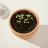 Maceta pequeña de barro con tierra germinada con pequeños brotes