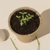 Kit plantable de fibra de coco germinado con pequeños brotes