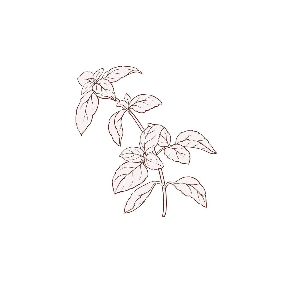 Icono semilla de albahaca